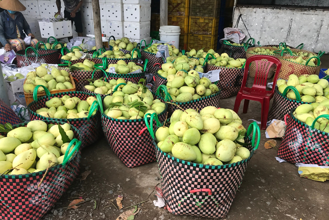 Xo&agrave;i tứ qu&yacute; l&agrave; một trong bảy sản phẩm vừa được cấp chứng nhận đăng k&yacute; bảo hộ chỉ dẫn địa l&yacute; Bến Tre, n&acirc;ng tổng số sản phẩm được bảo hộ chỉ dẫn địa l&yacute; của tỉnh n&agrave;y l&ecirc;n 9 sản phẩm.&nbsp;