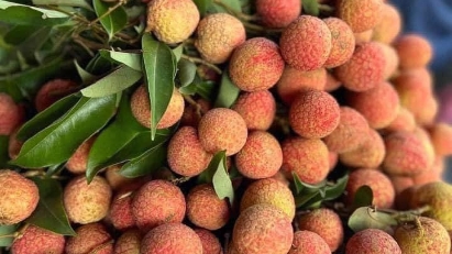 Bac Giang exports 24,000 tons of lychees