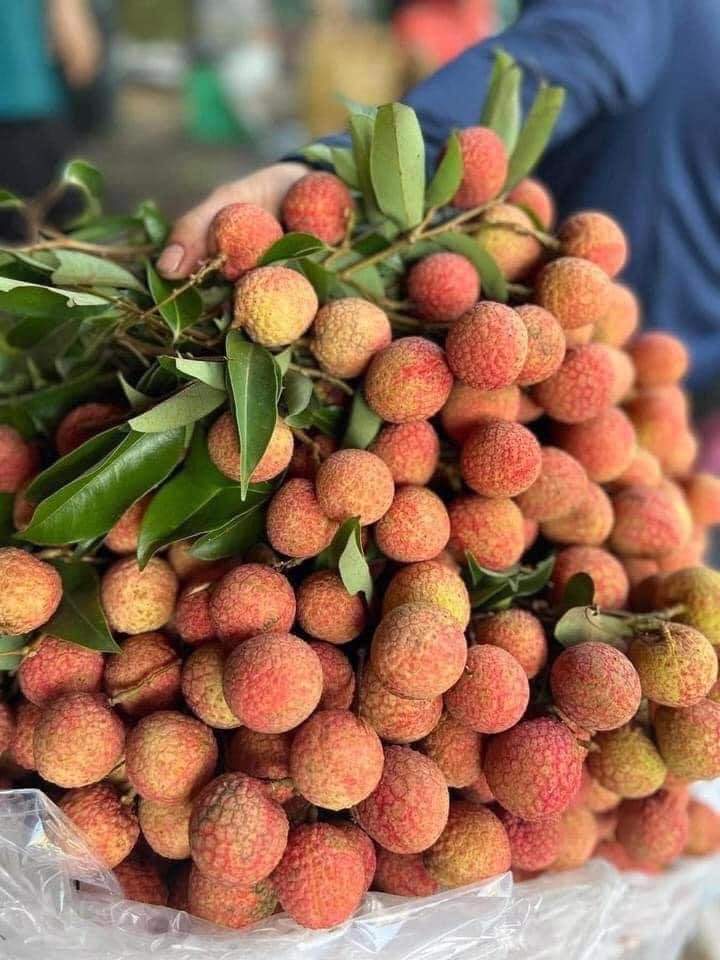 Bac Giang exports 24,000 tons of lychees