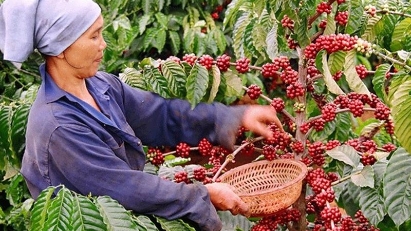 Coffee export value expected to hit $6 bln in 2024