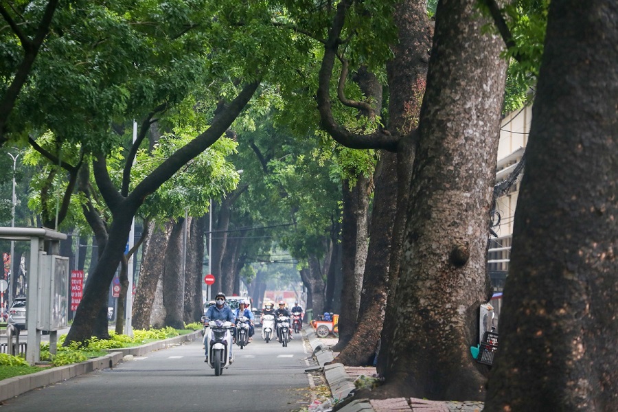 Cây xanh và không gian xanh đô thị được ví như "lá phổi sống" của đô thị và là thành tố quan trọng trong cấu trúc đô thị. Ảnh minh họa.