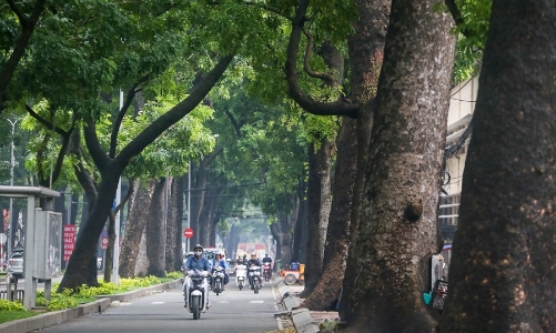 “Bức tử” cây xanh đô thị, giải pháp nào khả dĩ dung hòa các lợi ích?