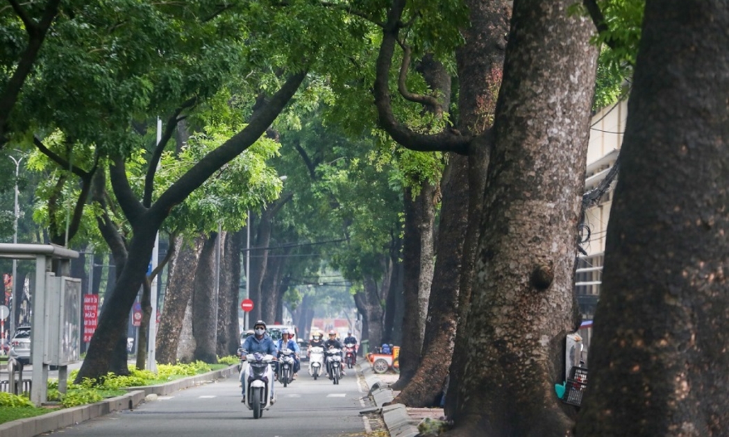 Cây xanh và không gian xanh đô thị được ví như