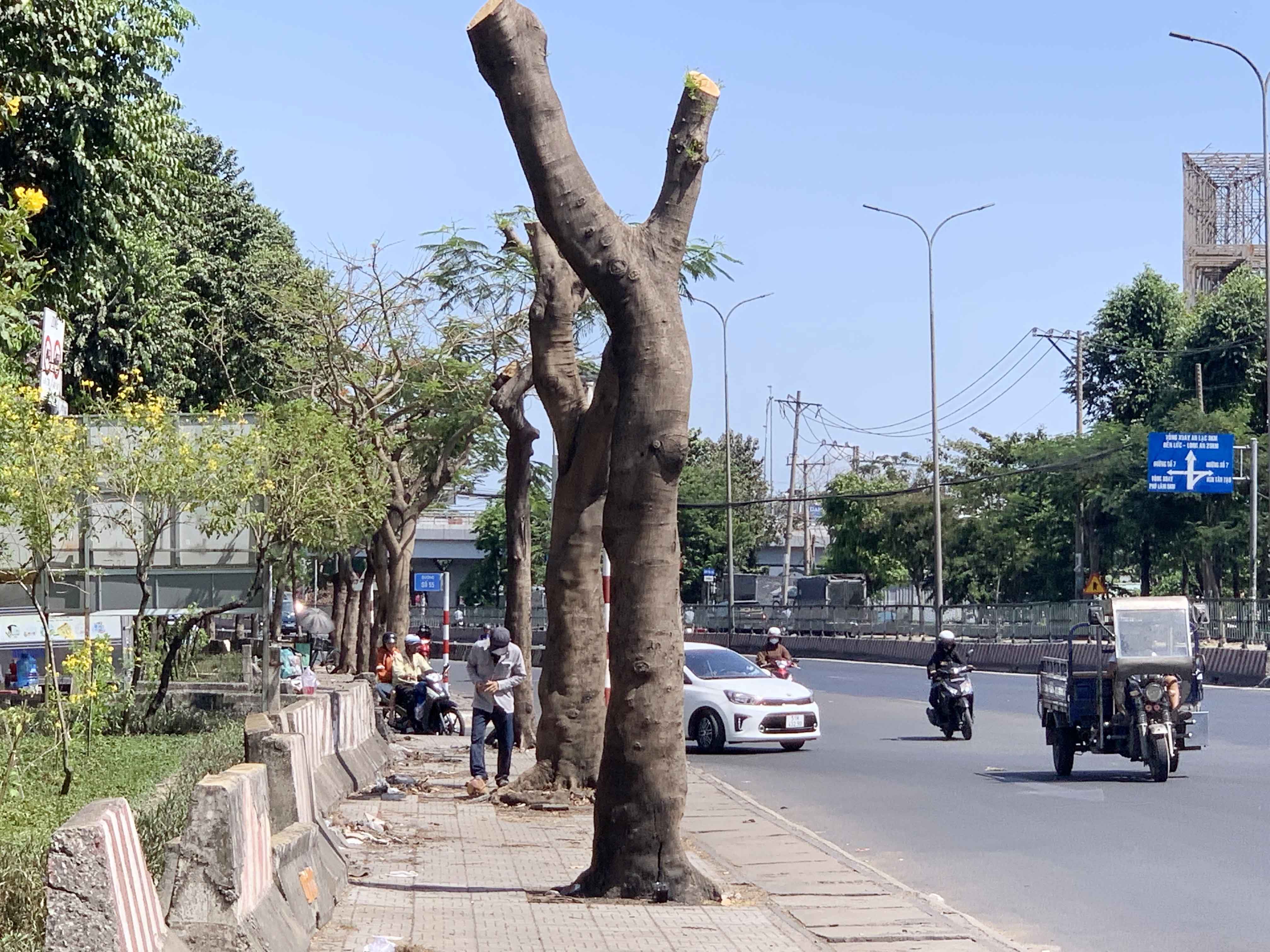 Nhiều cây xanh bị chặt trụi lũi, đứng trơ cành giữa đường phố nóng bức.