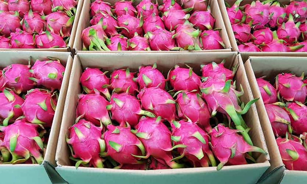 Năm 2024, Trung Quốc vẫn được xác định là thị trường xuất khẩu nông, lâm, thủy sản trọng điểm của Việt Nam