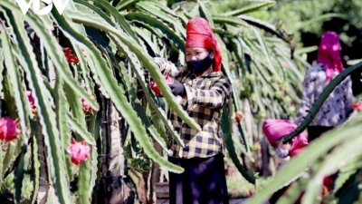 Son La exports 5 tons of red-fleshed dragon fruits to Italy