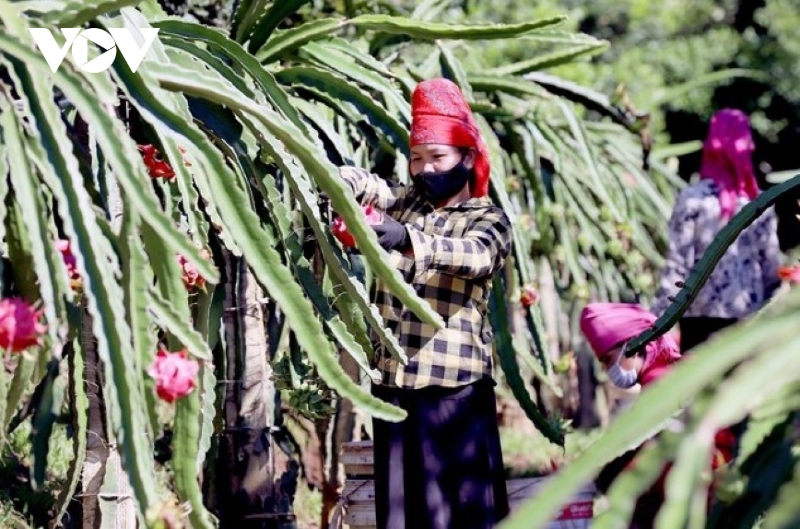 Son La exports 5 tons of red-fleshed dragon fruits to Italy