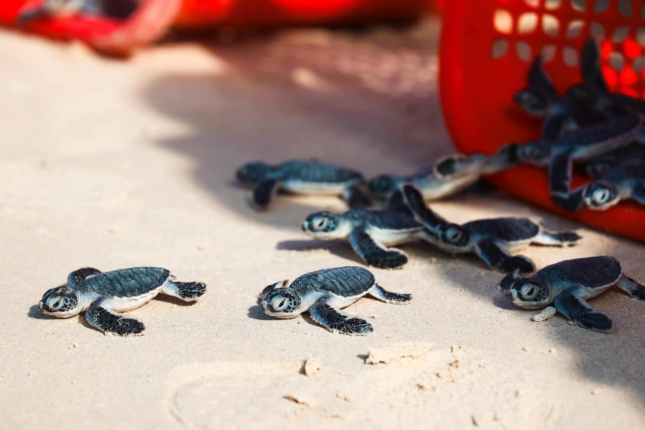 C&ocirc;n Đảo l&agrave; l&agrave;m sao phải c&acirc;n bằng được sự ph&aacute;t triển về lượng kh&aacute;ch v&agrave; r&aacute;c thải m&ocirc;i trường.