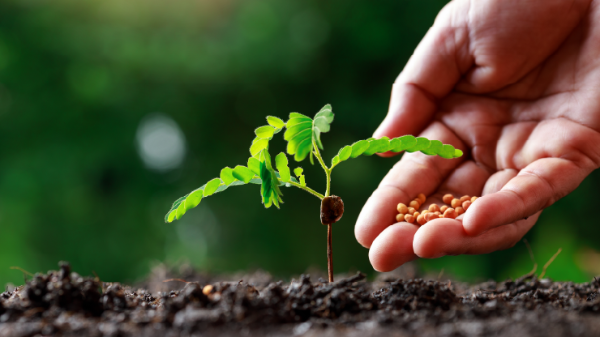 Đánh thuế VAT mặt hàng phân bón làm 