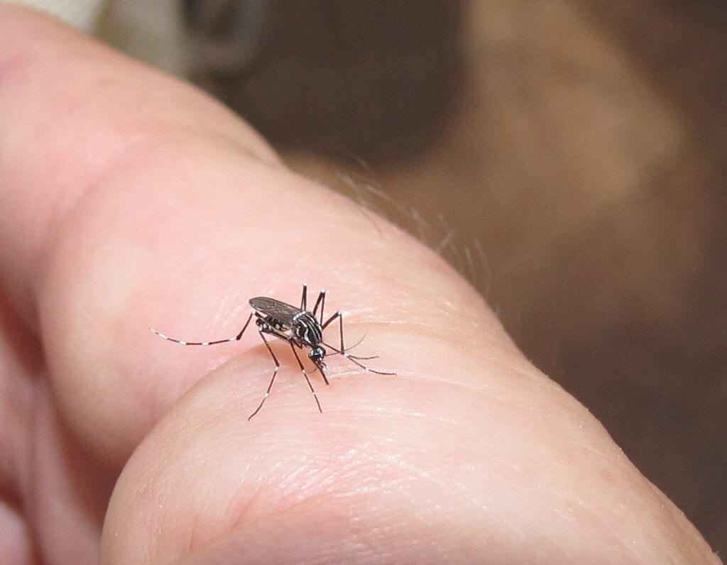 WHO xếp sốt xuất huyết l&agrave; một trong 10 mối đe dọa h&agrave;ng đầu với sức khỏe to&agrave;n cầu.