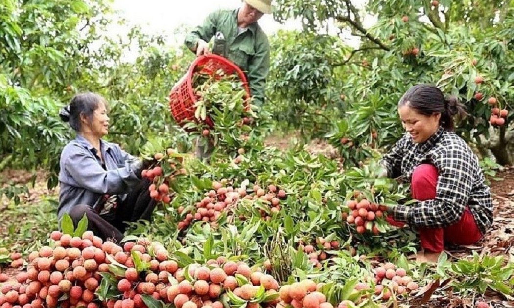 Vải thiều năm nay mất mùa nhưng được giá.