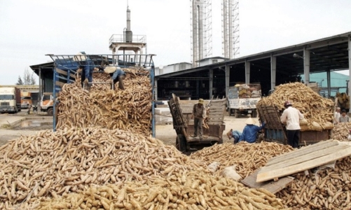 Phát triển bền vững ngành hàng sắn, hướng đến mục tiêu xuất khẩu 2 tỷ USD vào năm 2030