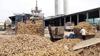 Cassava export revenue expected at $2 bln by 2030