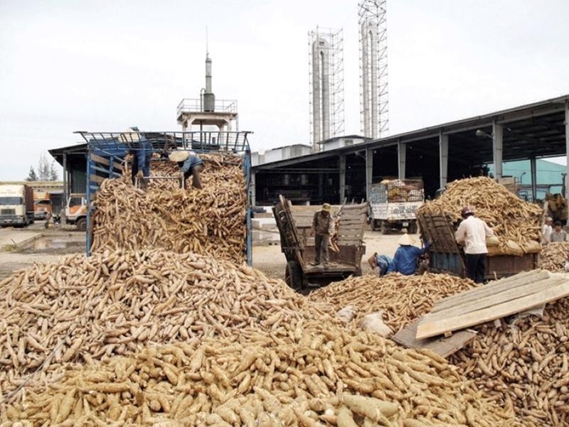 Cassava export revenue expected at $2 bln by 2030