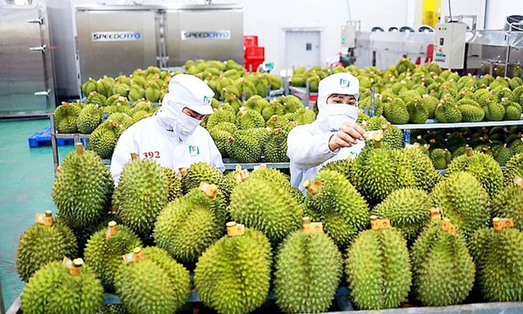 Sầu riêng đang là trái cây dẫn đầu về xuất khẩu trong nhóm ngành hàng rau quả của Việt Nam.