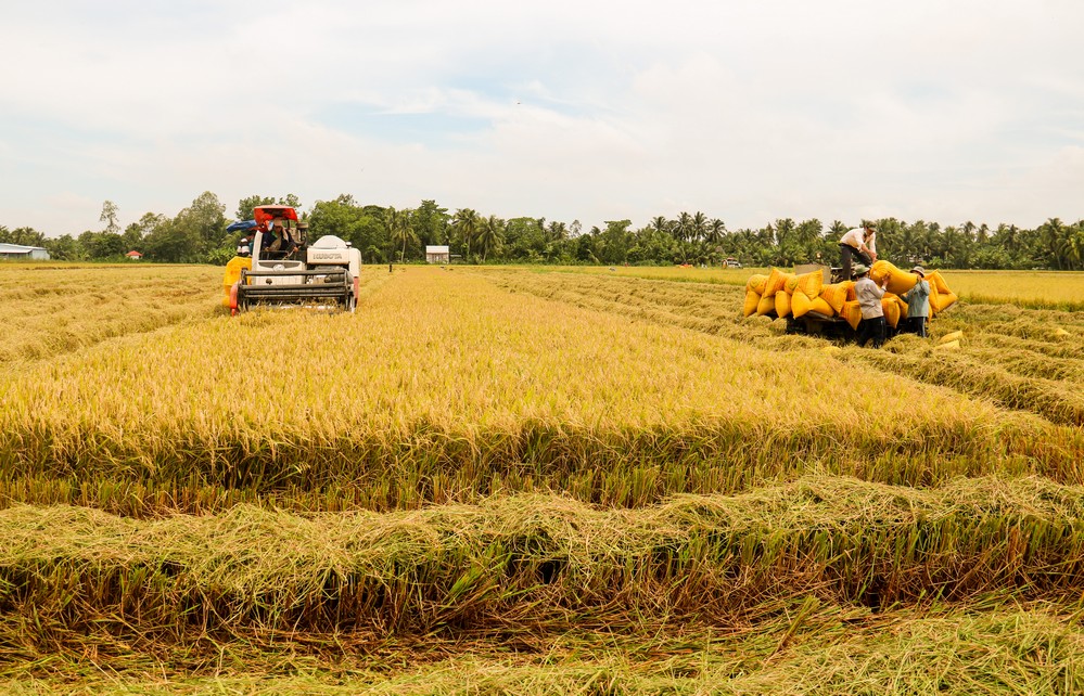Sản lượng lúa  thu hoạch 6 tháng đạt  23,3 triệu tấn, tăng 1,6% so với cùng kỳ năm trước. 
