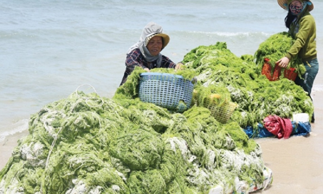 Phát triển nghề trồng rong dưới biển không chỉ giúp nâng cao sinh kế cho người dân, mà còn giúp giảm biến đổi khí hậu.