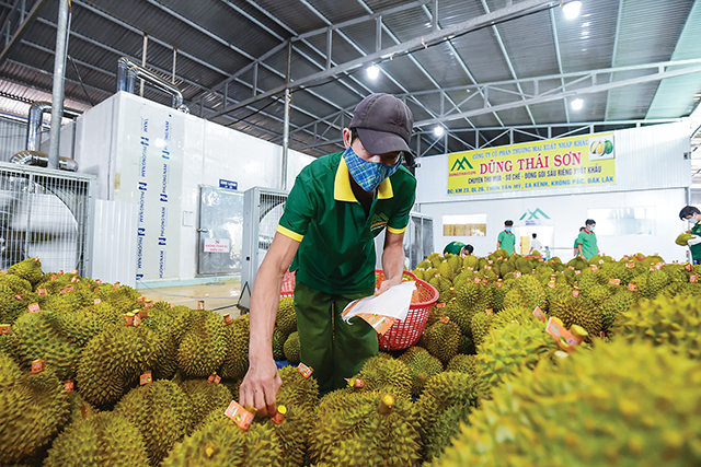 Do hàng hóa mang tính mùa vụ, các doanh nghiệp nông sản thường ký hợp đồng ngắn hạn, dẫn đến bị tác động khi giá cước vận tải tăng.
