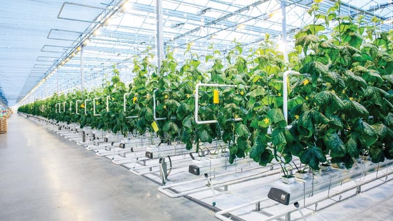 HCM City targets further growth of high-tech agriculture