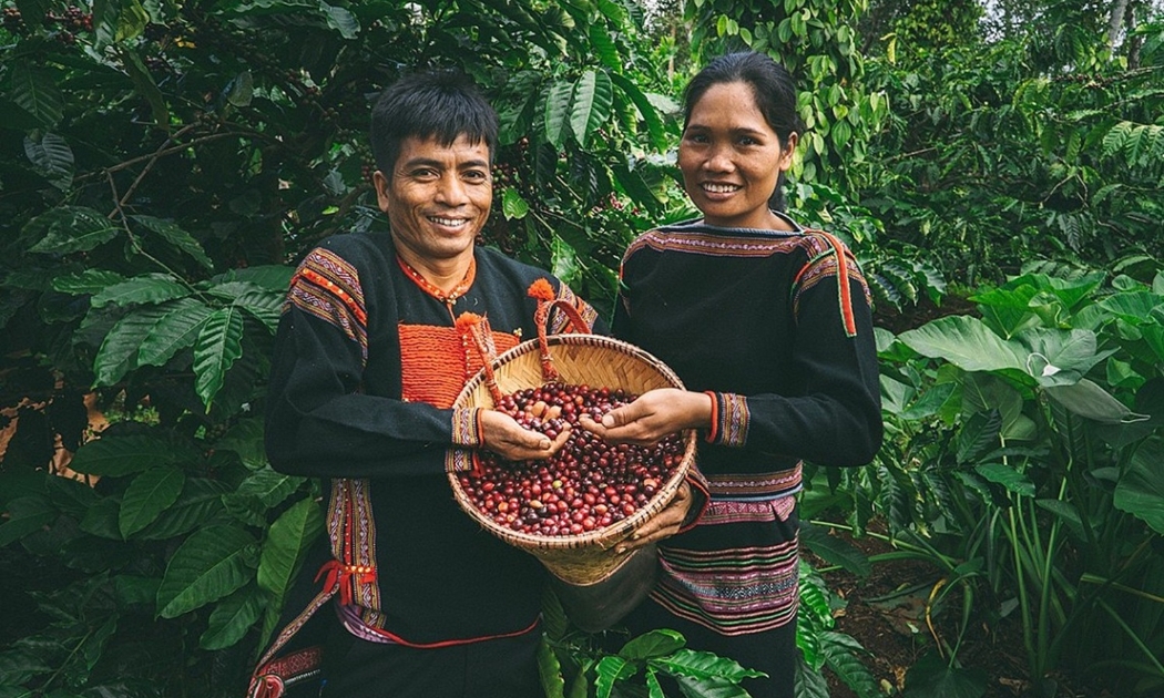 Nông dân trồng cà phê ở Tây Nguyên sẵn sàng đáp ứng các quy định của EUDR.