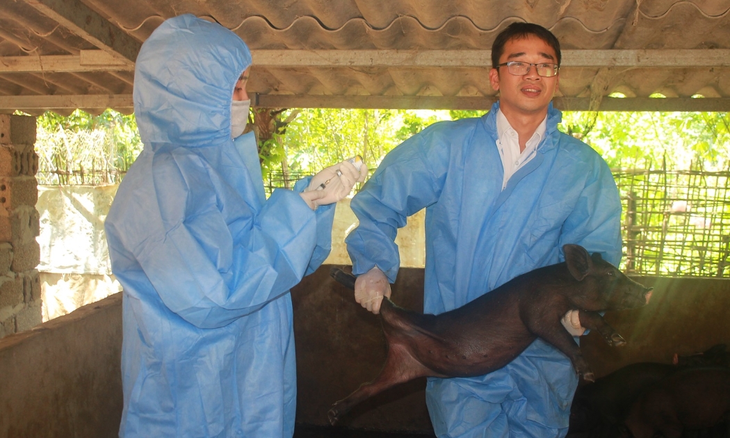 Tiêm vaccine AVAC ASF LIVE cho lợn tại xã Huy Tân, huyện Phù Yên, tỉnh Sơn La. Ảnh Chu Khôi.