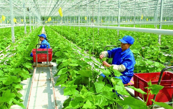 Sản xuất xanh, cam kết hướng tới Net Zero vừa là trách nhiệm vừa là cơ hội cho cộng đồng doanh nghiệp. Ảnh minh họa.