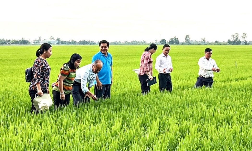 Việt Nam là quốc gia đầu tiên trên thế giới thực hiện giảm phát thải trên lúa với quy mô lớn.