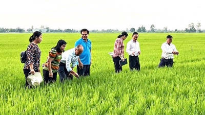 Project developing 1 mln ha of rice in Mekong Delta yeilds good result