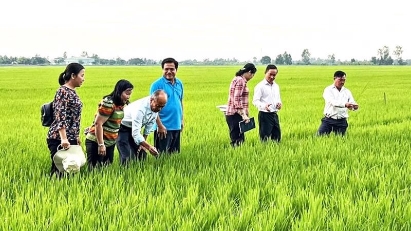 Project developing 1 mln ha of rice in Mekong Delta yeilds good result