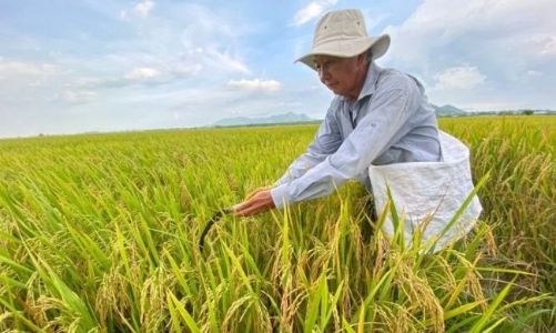 Tăng nhanh độ phủ mô hình canh tác lúa phát thải thấp ở đồng bằng sông Cửu Long