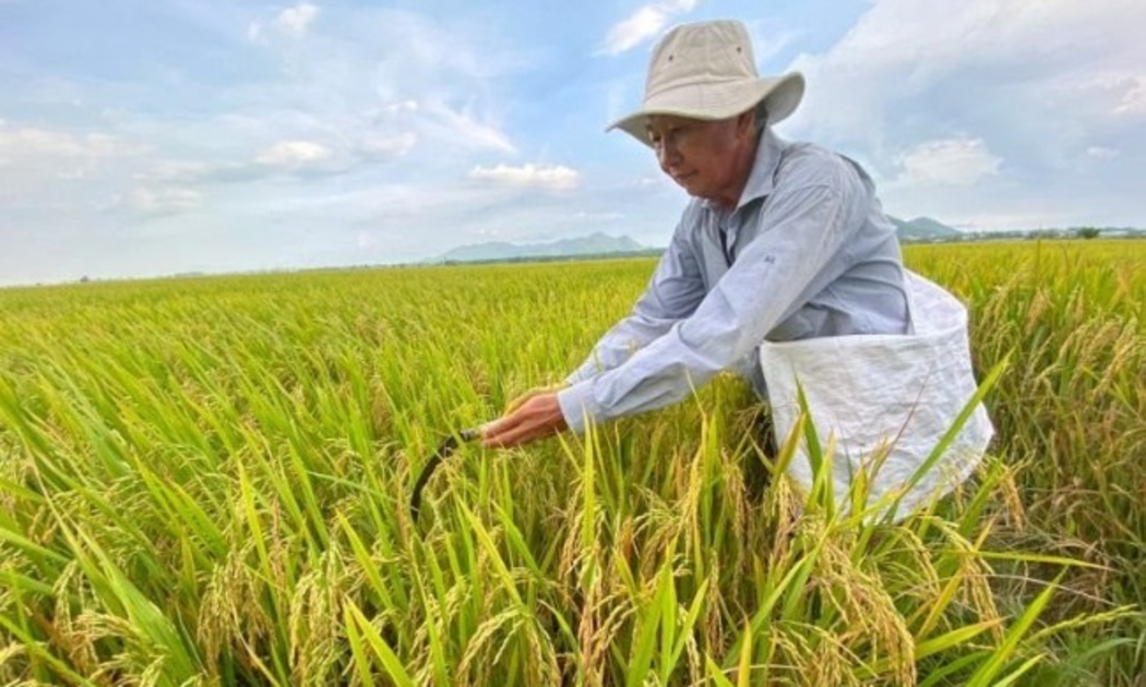 Mô hình canh tác lúa chất lượng cao và phát thải thấp gắn với tăng trưởng xanh đang và đang phát huy hiệu quả ở các tỉnh ĐBSCL. Ảnh minh họa.