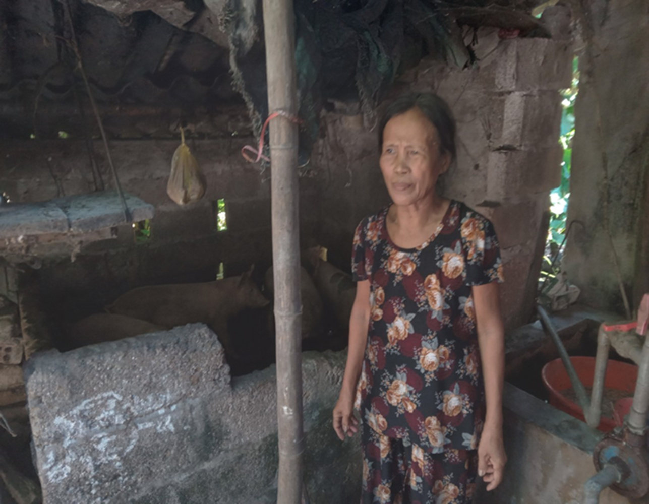 Bà Mai Thị Cam đã có thu nhập từ chăn nuôi lợn.