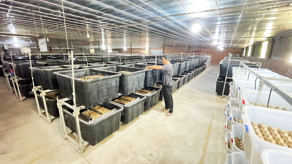 Các công ty đang phát triển mô hình trang trại côn trùng trên quy mô lớn, quảng bá côn trùng dựa trên giá trị dinh dưỡng cao và lợi ích cho môi trường.