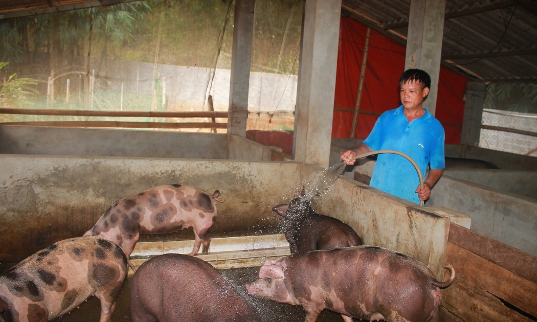 Ông Lường Văn Xứng (xã Huy Thượng, huyện Phù Yên) chăm sóc đàn lợn của gia đình.