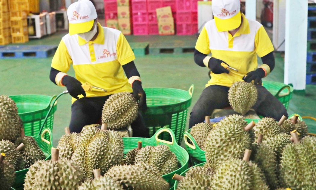 Sầu riêng dẫn đầu nhóm rau quả với kim ngạch xuất khẩu hơn 1,3 tỷ USD trong 6 tháng đầu năm 2024. Ảnh minh họa.