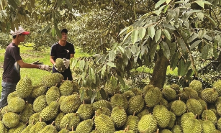 Sầu riêng “chạy” theo số lượng, tiềm ẩn nhiều nguy cơ đối với vùng trồng