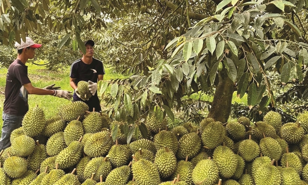 Trong 6 tháng đầu năm, xuất khẩu sầu riêng đạt trên 1,3 tỷ USD, tăng 40% so với cùng kỳ năm 2023.