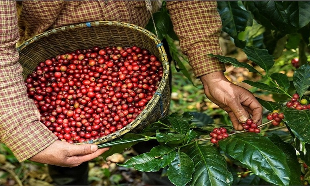 Xuất khẩu cà phê Việt Nam sang thị trường Bắc Âu còn khiêm tốn.  