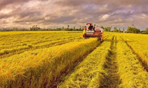 WB pledges $350 mln loans for Vietnam's low-carbon rice cultivation
