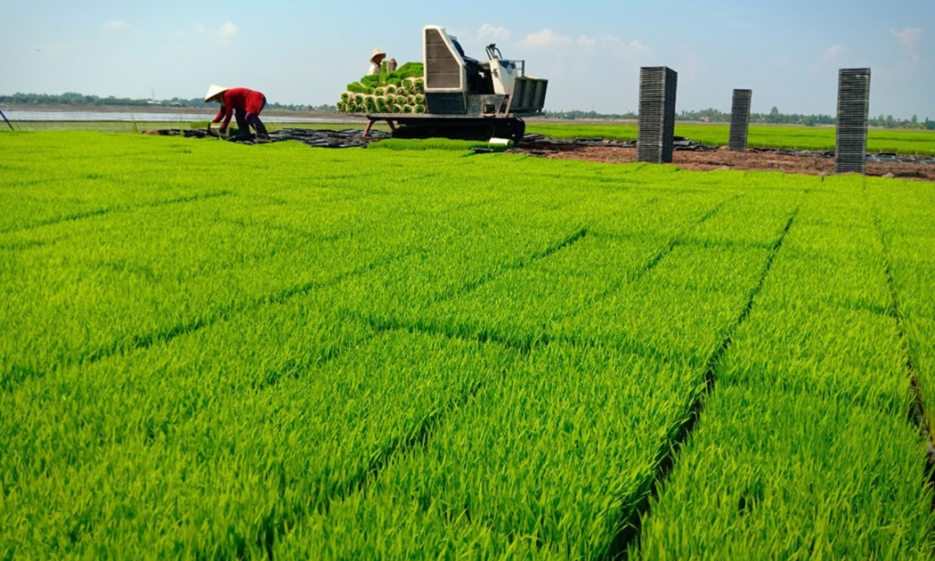 Trồng lúa áp dụng các kỹ thuật tiên tiến để đảm bảo năng suất và sản lượng. Ảnh minh họa.