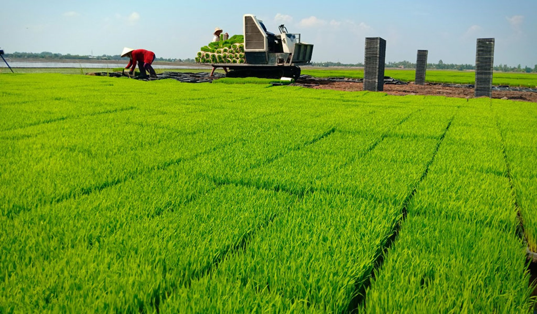 Trồng lúa áp dụng các kỹ thuật tiên tiến để đảm bảo năng suất và sản lượng. Ảnh minh họa.