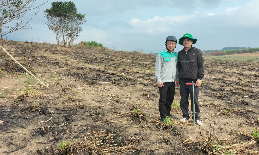 Các nhà khoa học lấy mẫu phân tích đất khô cằn ban đầu tại vùng trồng mía.
