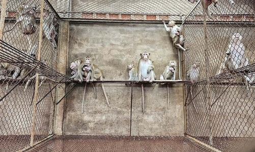 Việt Nam chính thức được phép xuất khẩu khỉ sang Trung Quốc cho mục đích y tế