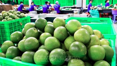 Vietnamese fresh pomelos permitted for export to RoK