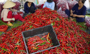 EU gia tăng cảnh báo an toàn thực phẩm với nông sản Việt Nam
