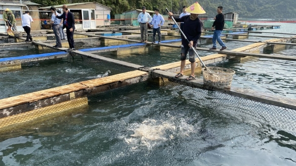 Xuất khẩu thuỷ sản tháng 7 tăng 14%, cao nhất trong 6 tháng qua 