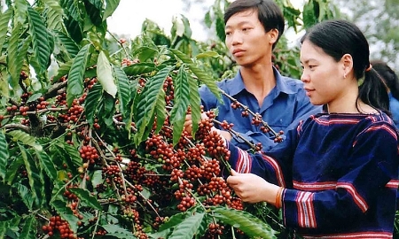 Tây Nguyên sẽ xanh hóa và phát triển bền vững