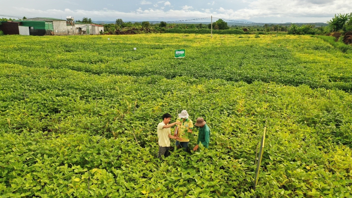 Trung tâm VSAC hướng dẫn quy trình kỹ thuật canh tác và bao tiêu sản phẩm đậu nành hạt đạt chất lượng với mức giá cam kết từ đầu vụ giúp bà con nông dân an tâm sản xuất.