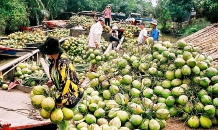 Xuất khẩu rau quả tăng mạnh, trái dừa tươi được kỳ vọng sẽ đột phá