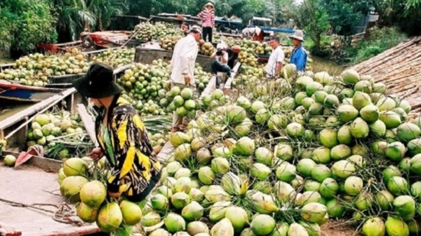 Xuất khẩu rau quả tăng mạnh, trái dừa tươi được kỳ vọng sẽ đột phá
